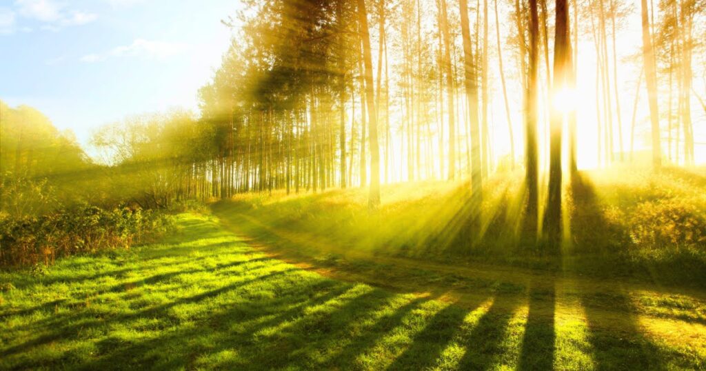 IMG│木々の間から射し込む太陽の光の画像