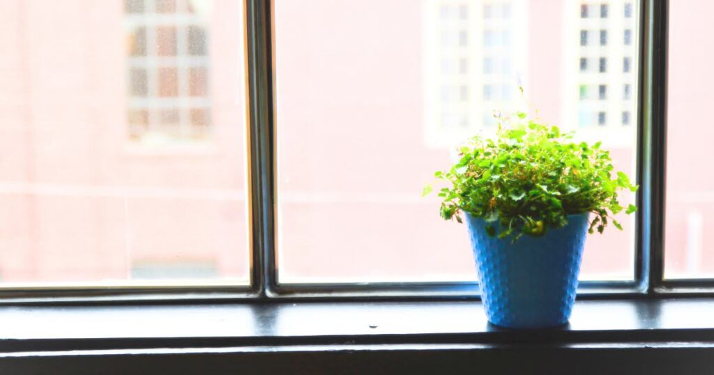 窓辺に置いた草がはえた鉢植えの画像