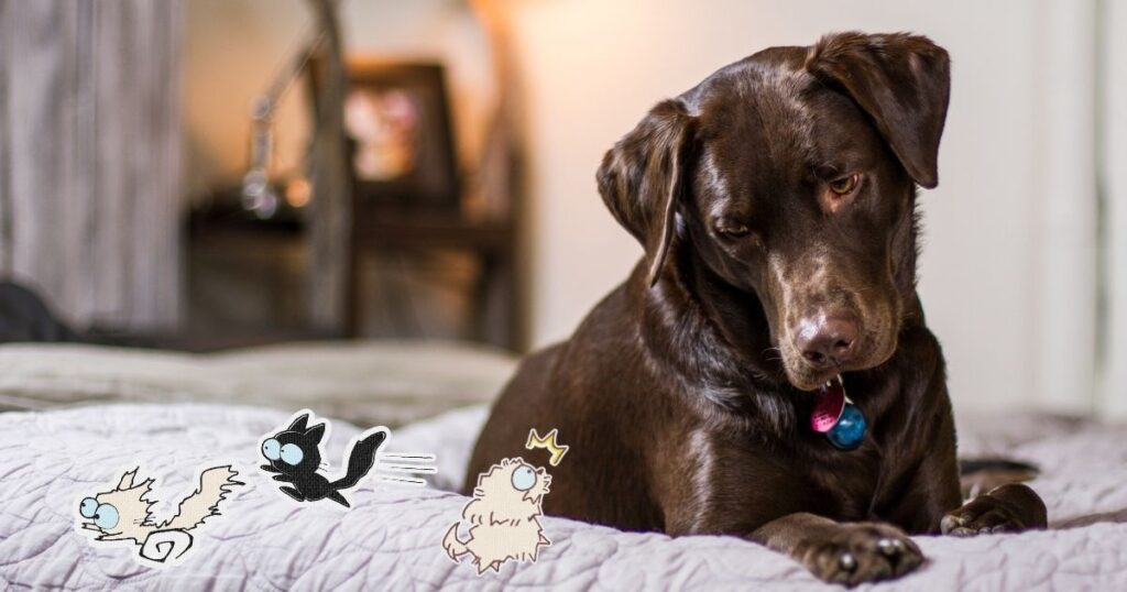 大型犬が小さな犬と猫たちをみおろす様子